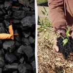 4 üllatavat viisi söe kasutamiseks aias 4 üllatavat viisi söe kasutamiseks aias