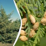 Ärge kiirustage oksakääridega: millised okaspuud ei talu sügisest pügamist