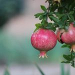 Granaatõunapuu saate kodus kasvatada: eksperdid ütlevad teile täpselt, kuidas