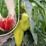 Hakkab mõne päevaga punaseks minema: lihtne viis paprikate küpsemise kiirendamiseks