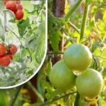 Kakssada grammi ja nad on küpsed: aednik jagas oma vanaaegset