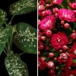 Kolm toataime, mis meelitavad majja kahjureid