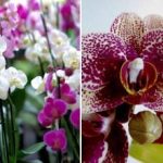 Kuidas panna orhideed, pelargoonid, kannikesed õitsema 365 päeva aastas: lihtne