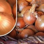 Kuidas säilitada sibulat nii, et see ei idaneks enne suve: