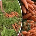 Kuidas teha kindlaks, kas porgand on küps – parimad päevad