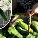 Kurgipõõsad ärkavad ellu: odav vahend, mis pikendab vilja kandmist kuni