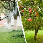 Lehetäid ei puutu enam kunagi õunapuid: tõhus kahe koostisosaga lahendus Lehetäid ei puutu enam kunagi õunapuid: tõhus kahe koostisosaga lahendus