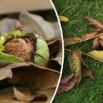 Mida teha pähkli lehtedega sügisel: kasulikud viisid nende kasutamiseks