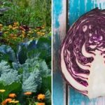 Miks kapsas aias närbub: kõik on seotud tema naabritega