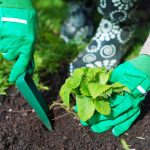 Millal istutada maasikaid sügisel, et kevadel marjaämbrid koguda: olulised reeglid Millal istutada maasikaid sügisel, et kevadel marjaämbrid koguda: olulised reeglid