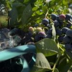 Mustikad peavad vastu igale külmale: aednik paljastas peamised sügisesed hooldussaladused Mustikad peavad vastu igale külmale: aednik paljastas peamised sügisesed hooldussaladused