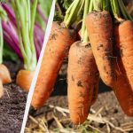 Porgand on suur ka ilma väetisteta: peate täitma ainult 3