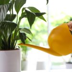 Rahuliilia lõpetab kollaseks muutumise ja ärkab ellu vaid mõne tunni