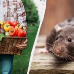 Rotid ei sisene isegi piirkonda, kui istutate need 7 taime