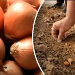 Sibul kasvab mitu korda paremini: aednik paljastab lihtsa viisi, kuidas