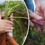 Soodsad päevad: millal kaevata porgandit ja peeti kuukalendri 2025 järgi