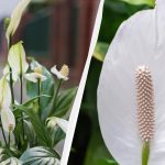 Spathiphyllum õitseb aastaid, kui hoiate teda sügisel ühest kohast eemal