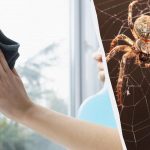 Üks toode puhastab aknaid, kuni need säravad, ja vabaneb ämblikest: ebatavaline eluhäkk Üks toode puhastab aknaid, kuni need säravad, ja vabaneb ämblikest: