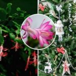 Decembrist õitseb jõulude ajal: saladus ei peitu mitte toitmises, vaid