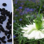 Jaapani teadlased on jälginud, kuidas must köömned mõjutavad südame tervist Jaapani teadlased on jälginud, kuidas must köömned mõjutavad südame tervist