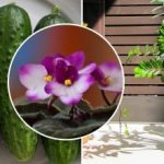 Miks poest ostetud lilled kodus närbuvad: kogu saladus on toitmises,