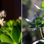 Rahapuu õitseb aastaringselt: salajane toit kõigile taimedele