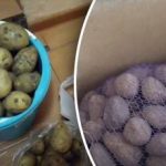 Täiusliku säilitamise saladus: üks ese hoiab kartulid värskena kuni kuus