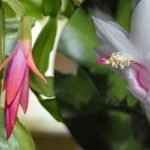 Üks ampull – ja taim õitseb: odav farmaatsiatoode dekabristile on